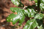 Sand post oak